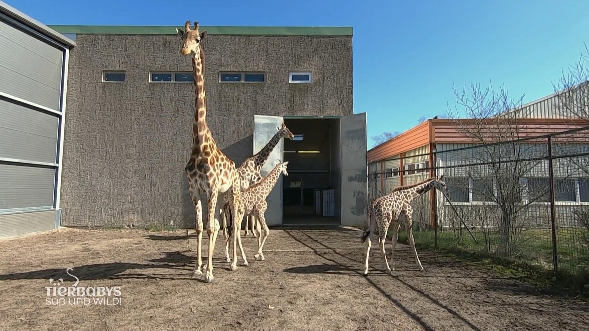 Die Giraffenbabys machen einen Ausflug