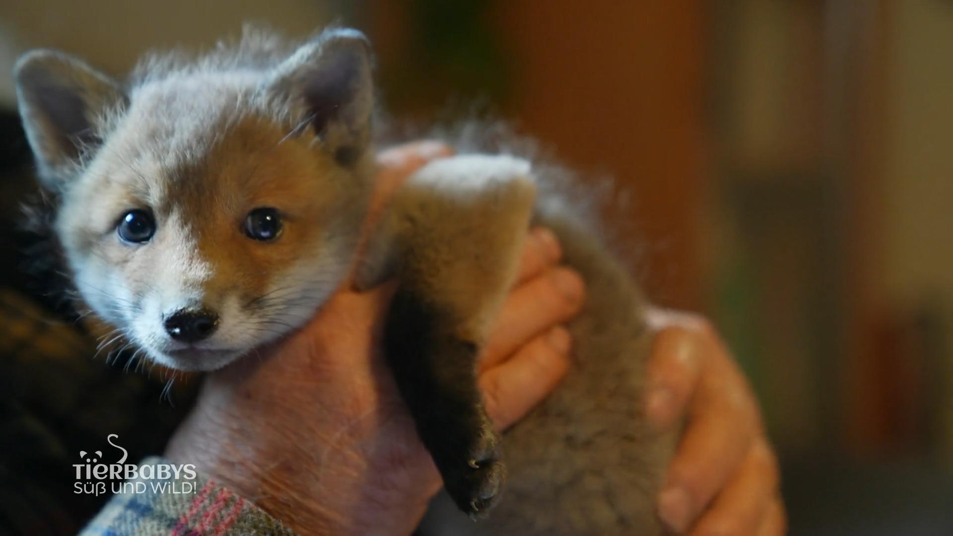 Kleiner Fuchswelpe in Refugium für Wildtiere