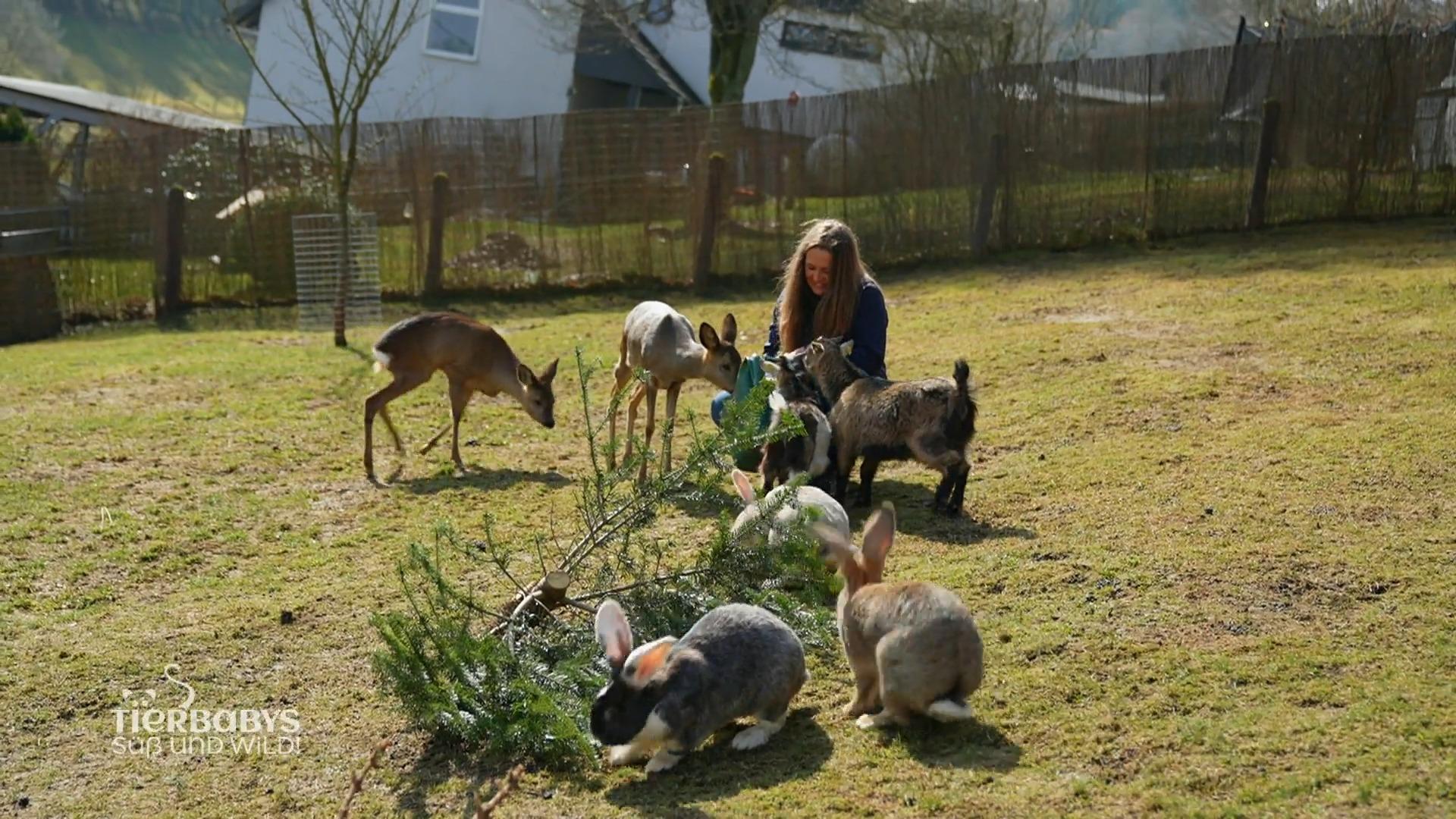Eine Päppelstelle im Sauerland