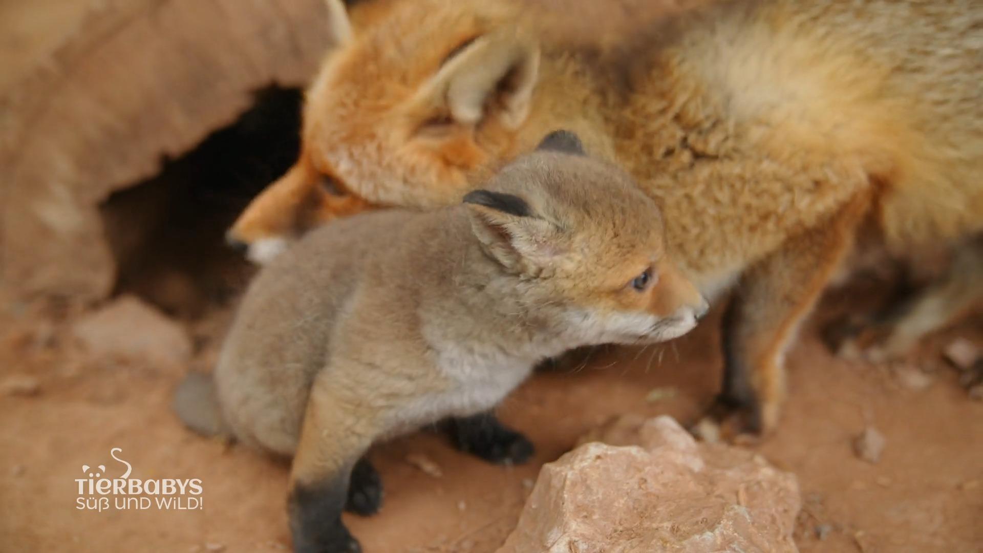 Fuchswelpe Paulchen darf heute spielen