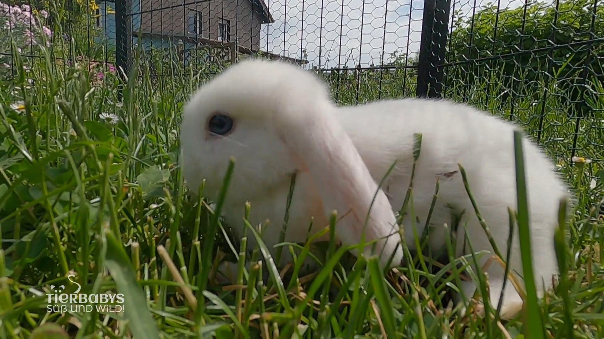 15 Kaninchen in Außenhaltung