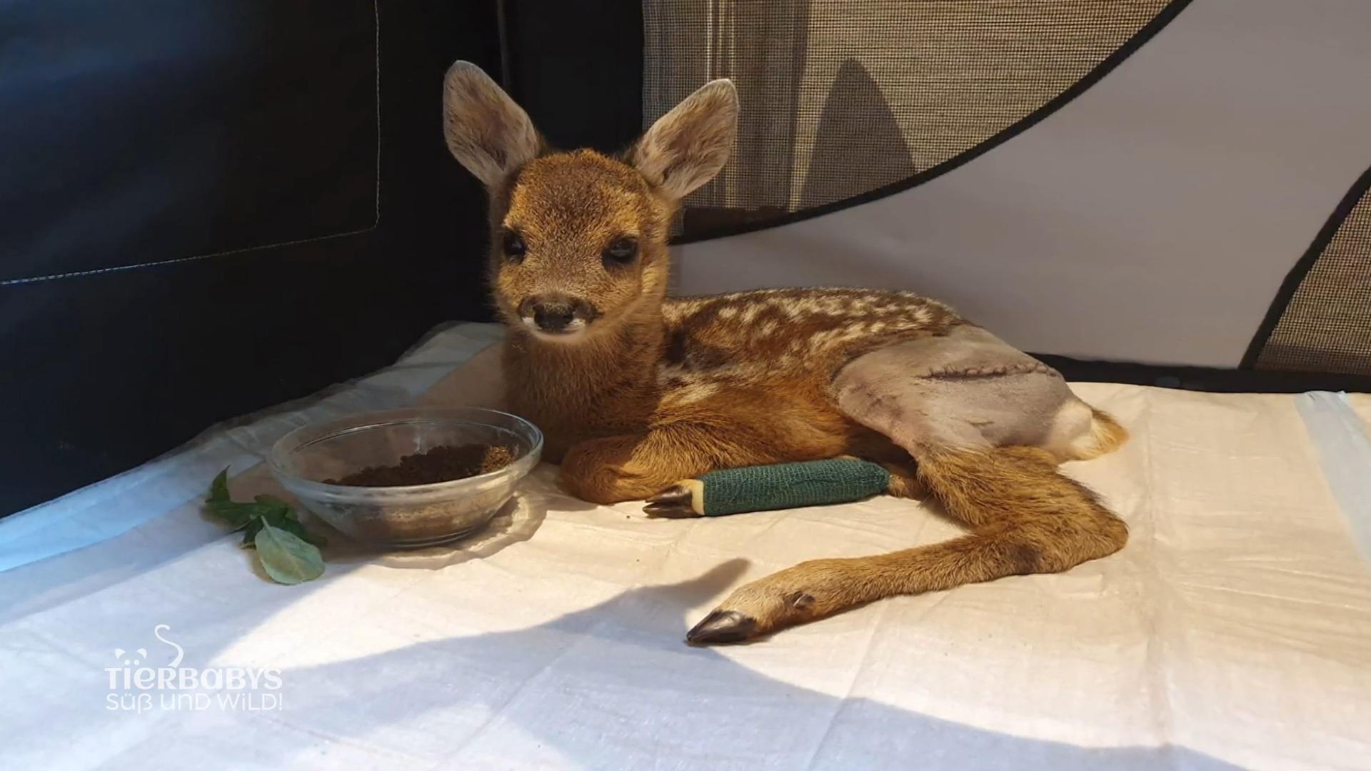 Tierärztin kümmert sich um Reh