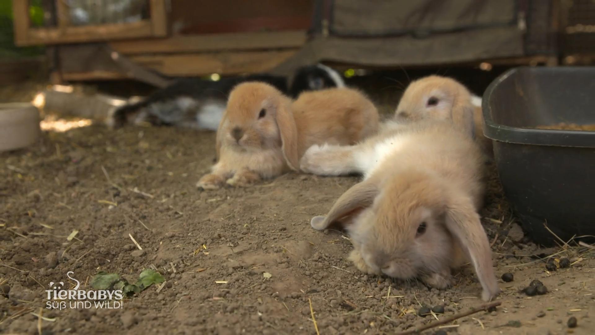 Die Kaninchenbabies entwickeln sich prächtig