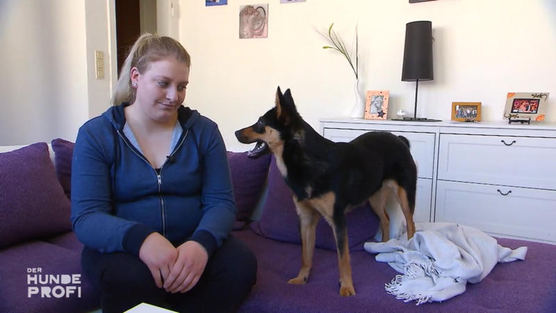 Hündin Greta nimmt die Bude auseinander