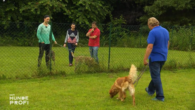 Hector ist eine schwierige Hundekombi