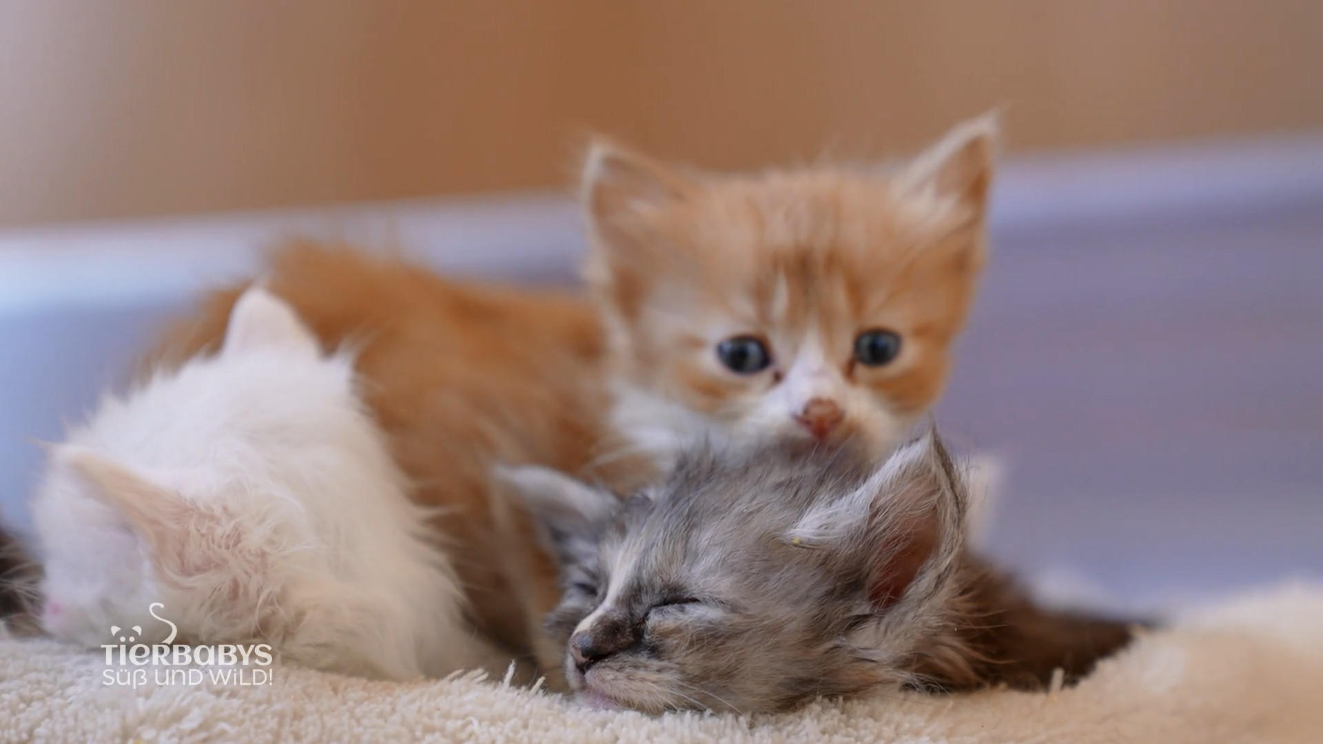 Nachwuchs bei der Angora Katzenfamilie