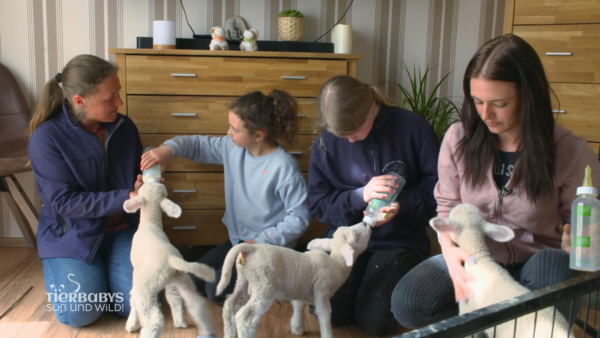 Beim Lämmchen füttern helfen alle mit