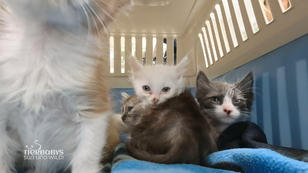 Die erste Untersuchung für die Angora Kätzchen