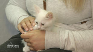 Das erste Angora Kätzchen darf ausziehen