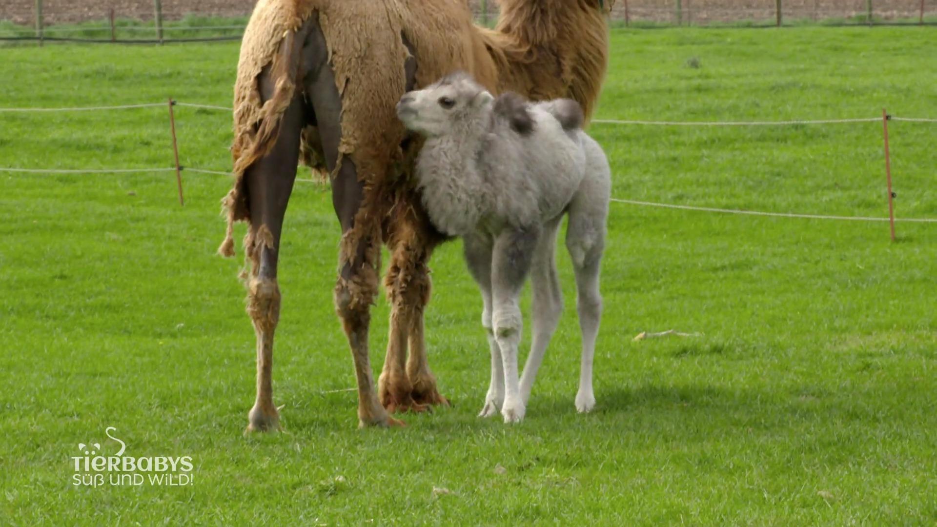 Babykamel darf endlich mit auf die Wiese