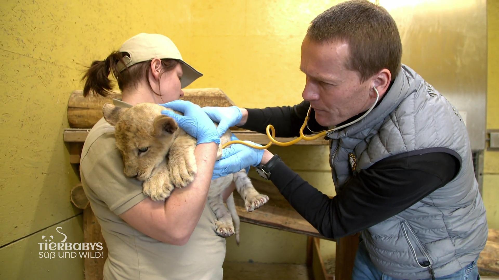 Impfung für die Löwenbabies