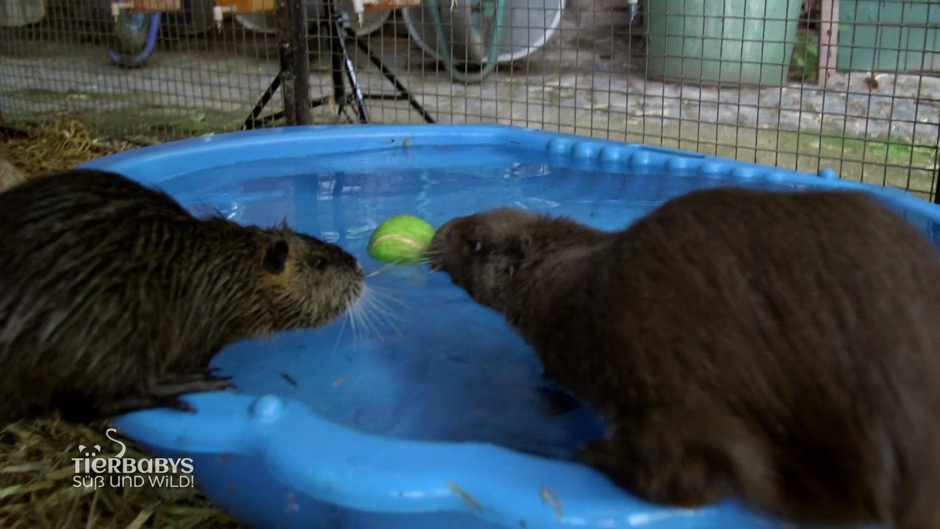 Ein großer Tag für das Nutria-Baby