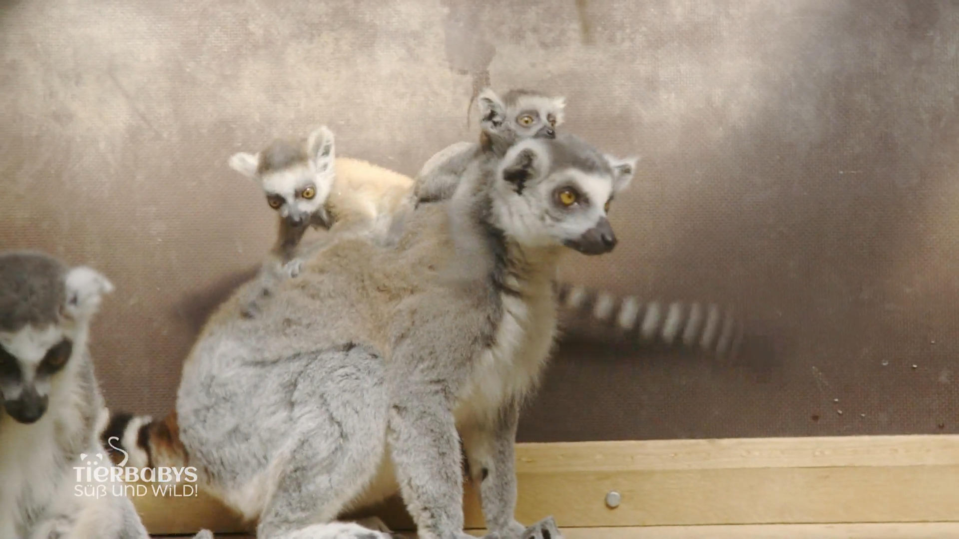 Nachwuchs im Safari-Land: Katta-Babys werden mutiger