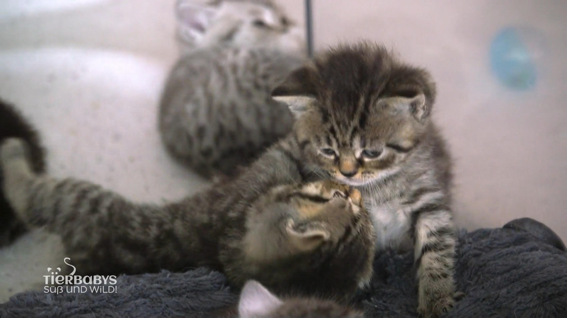Bei Lottas Katzenbabys ist Action angesagt