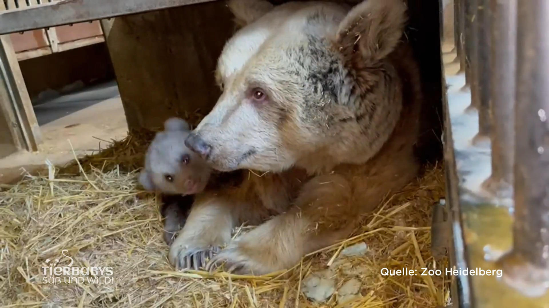 Babybär Merle – Ein ganz besonderer Nachwuchs