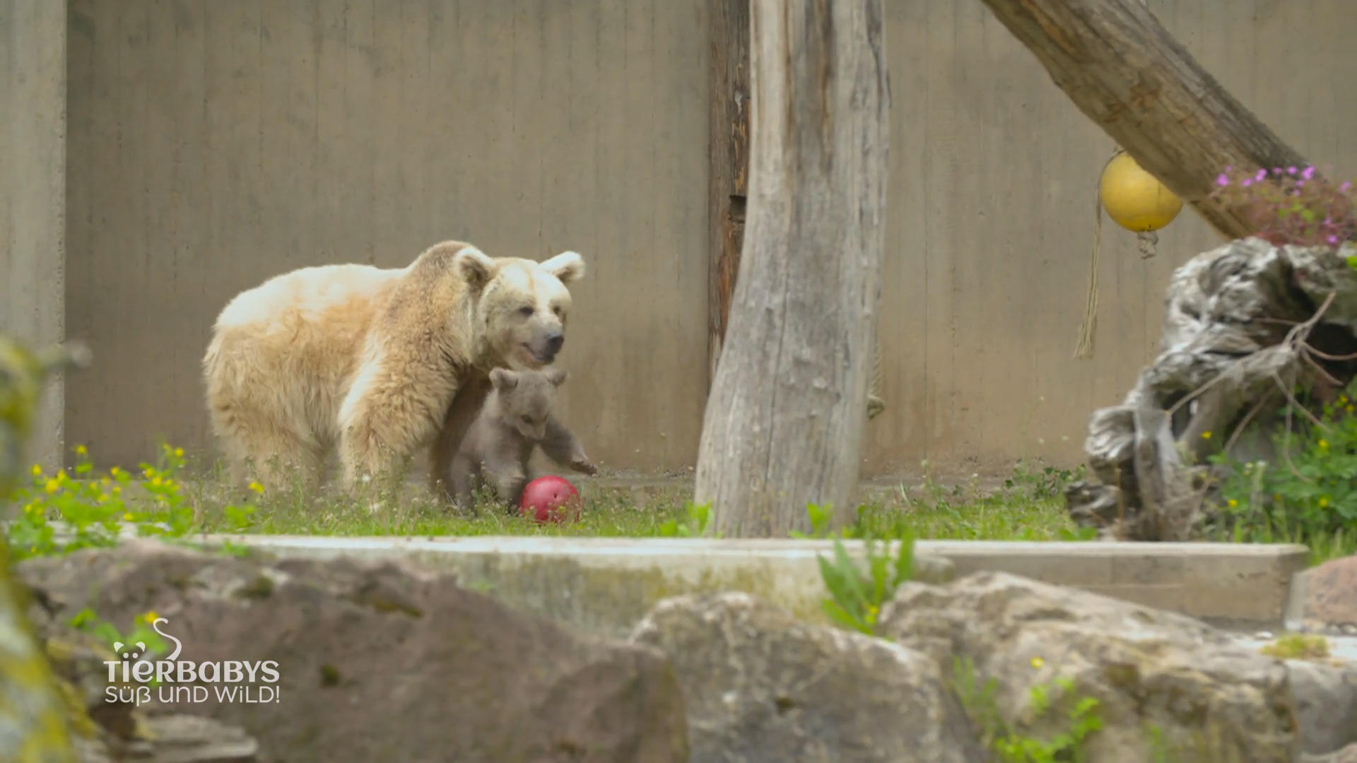 Mamabär Ronja behält Merle immer im Blick