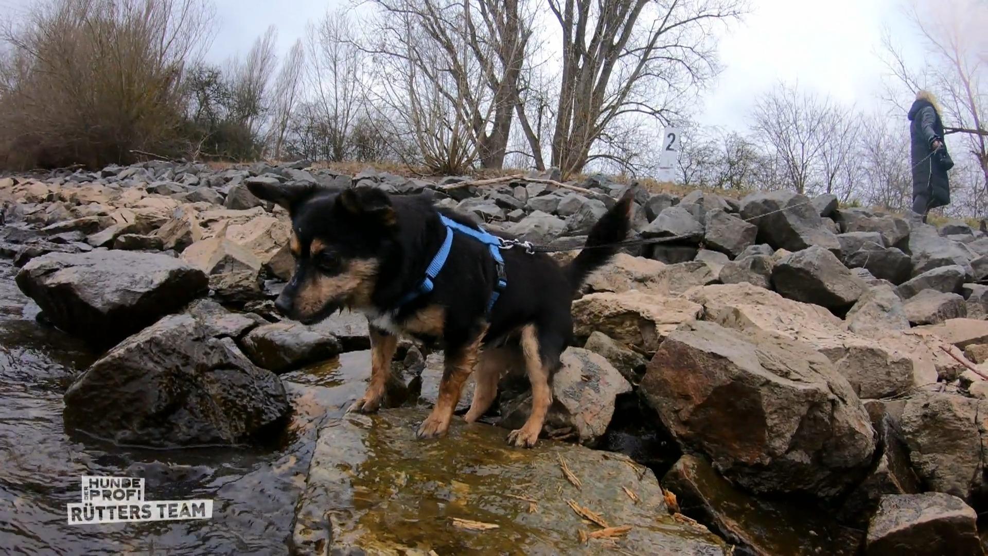 Chihuahua Alvin, der Hafenmeister
