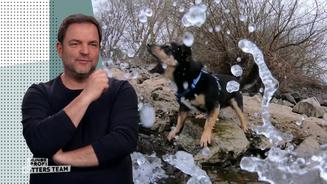 Martin bangt um Chihuahua-Mix Alvin