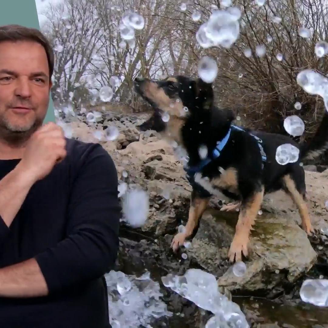 Chihuahua-Mix Alvin legt sich mit den Wellen an