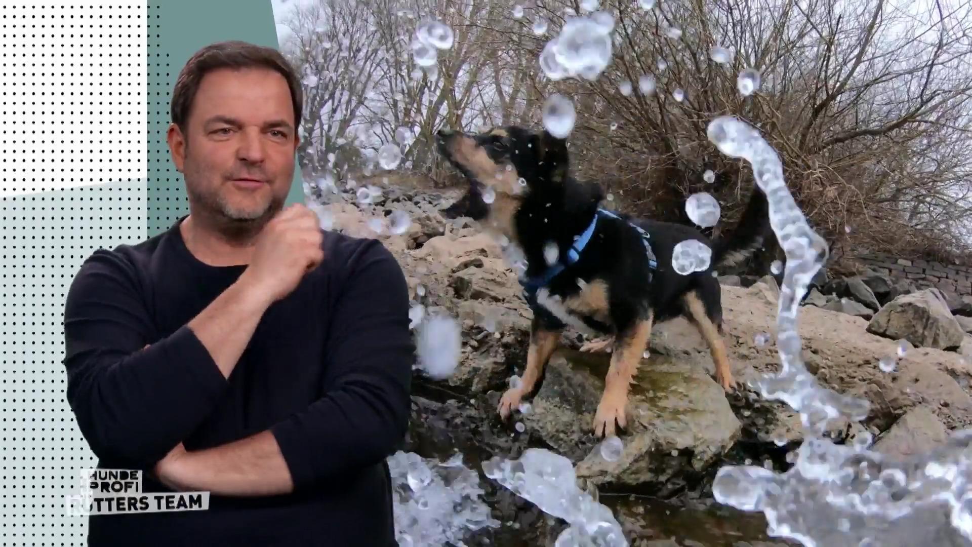 Chihuahua-Mix Alvin legt sich mit den Wellen an