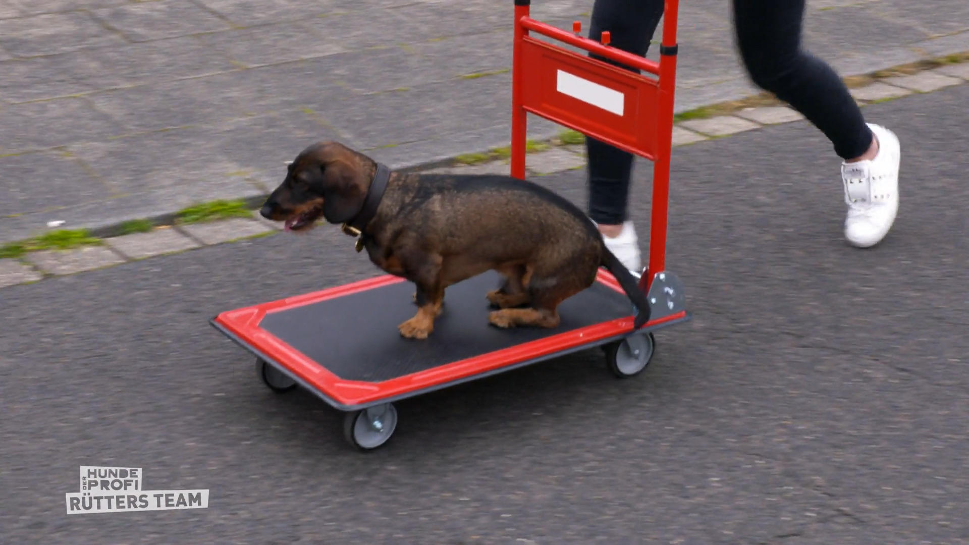 Durch intensives Fahrtraining wird Ferdi entspannter