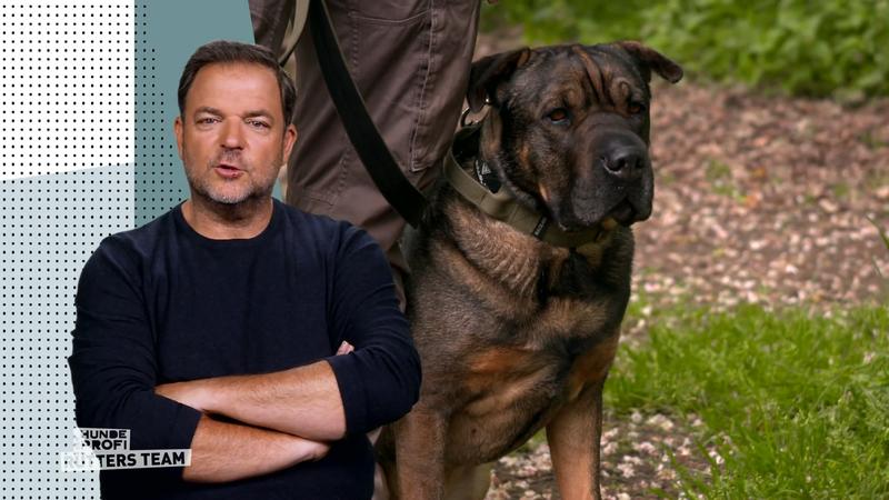 Wie reagiert er heute auf Hundebegegnungen?