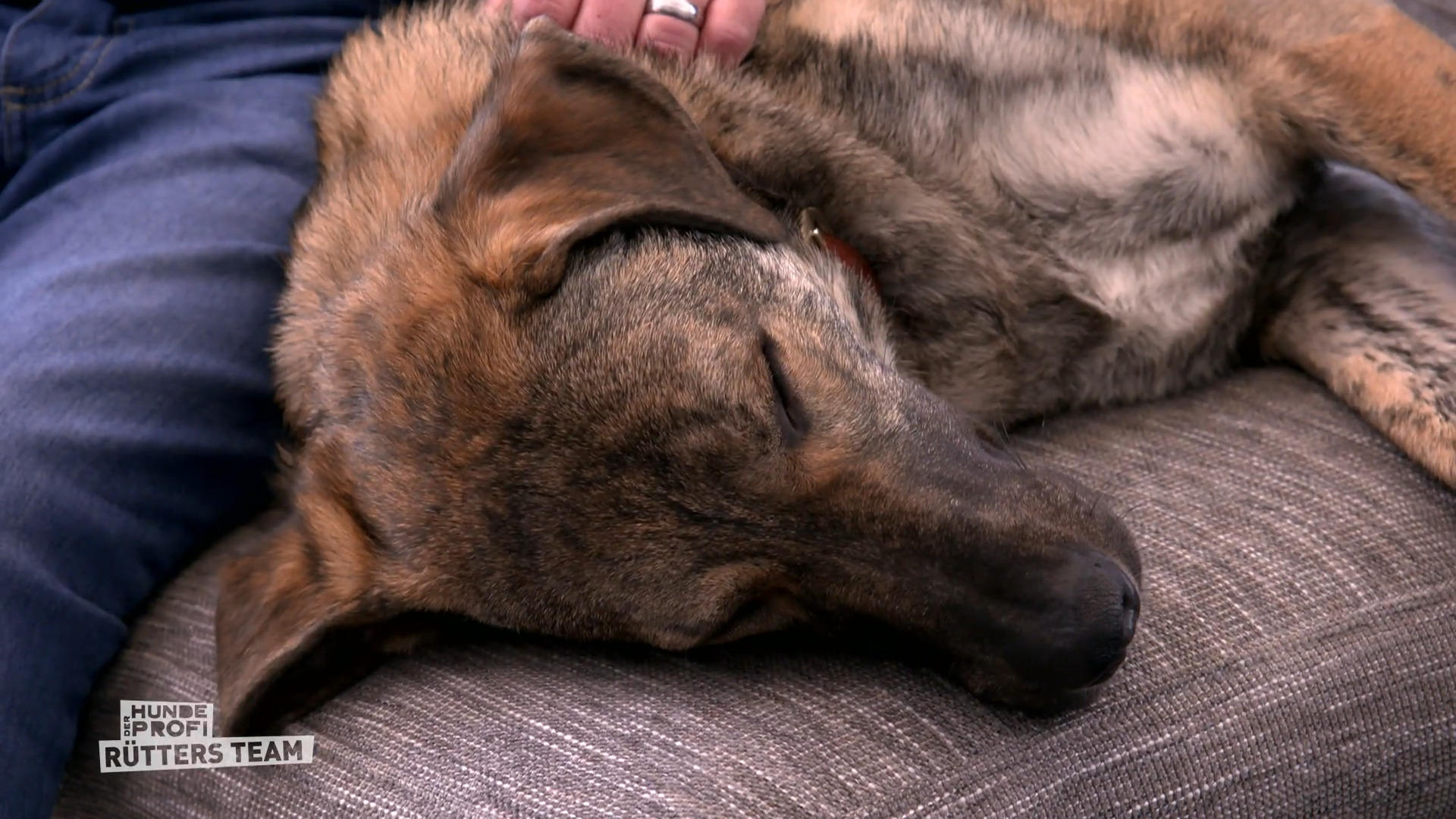 Hund PJ ist ein wahrer Sonnenschein
