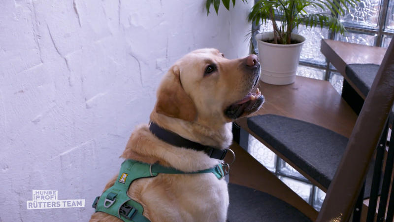Dieser Familienhund möchte keine Treppen gehen