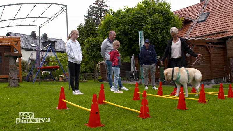 Der Labrador muss Konzentration und Geschick lernen
