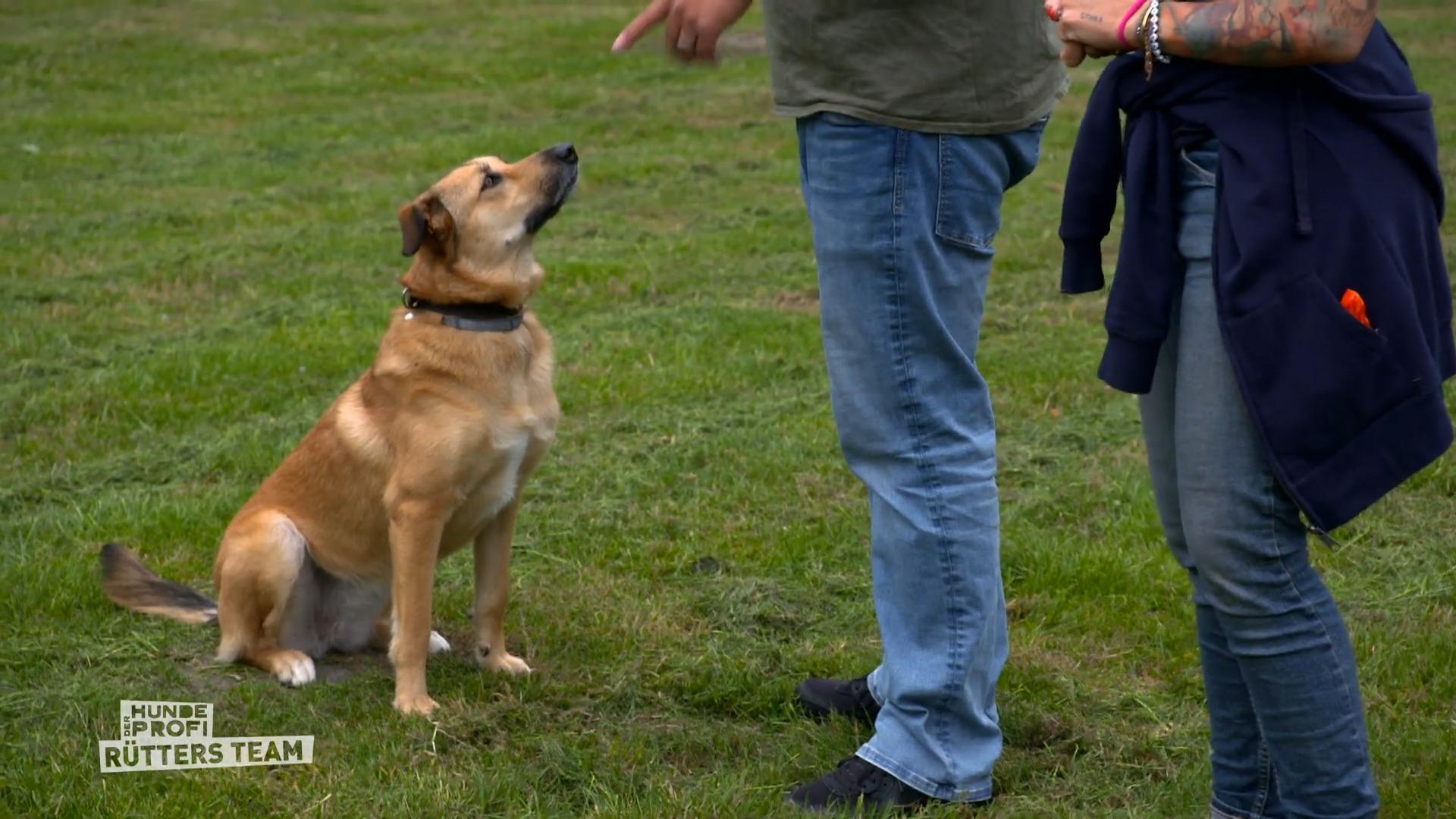 Training auf dem Hundeplatz