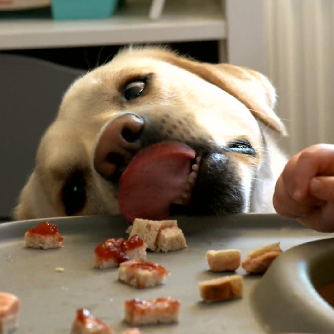 Labrador Louie frisst alles, was er findet