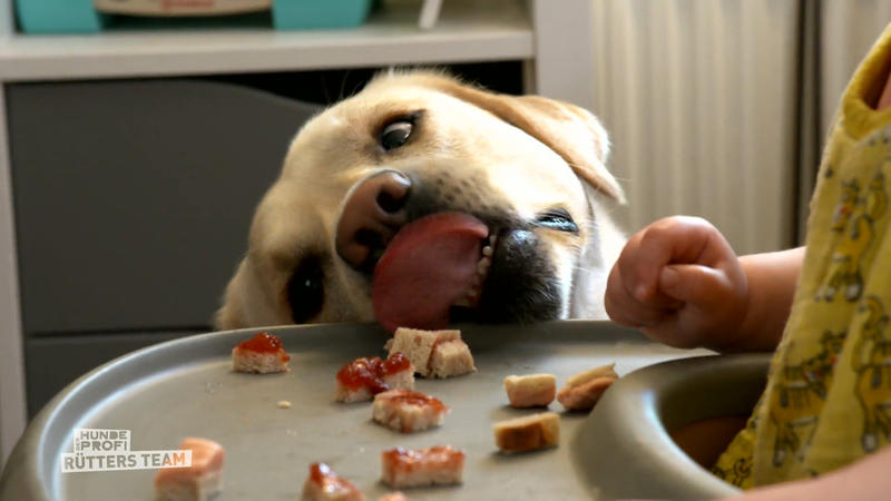 Labrador Louie frisst alles, was er findet