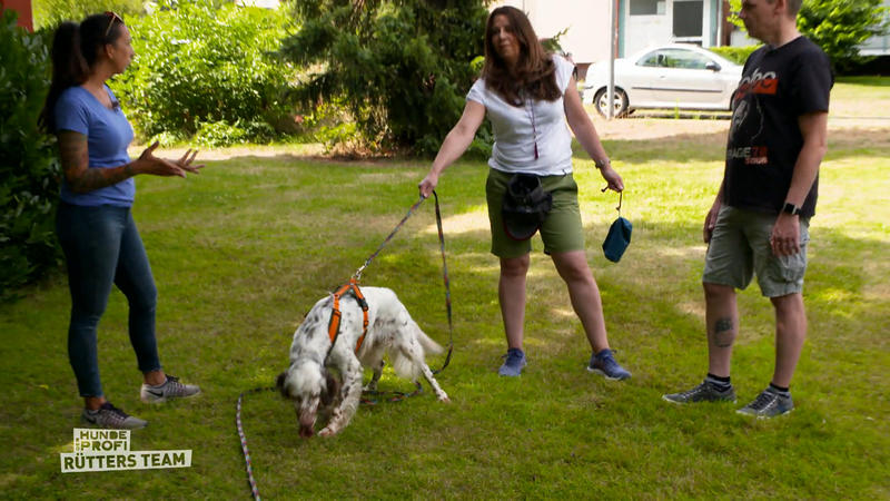 Dexters Futterbeutel-Training ist noch wenig erfolgreich