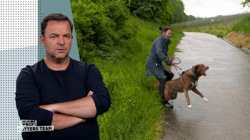 Bellen, Ziehen, Aggression – hier gibt es einige Baustellen