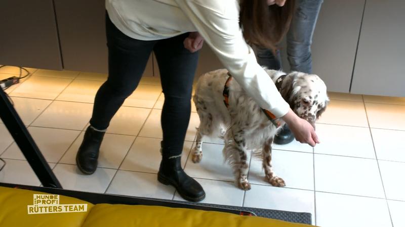 Dexter ist ein kleines Energiebündel