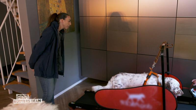 Dexter zeigt beim Laufband mehr Geduld als manche Menschen