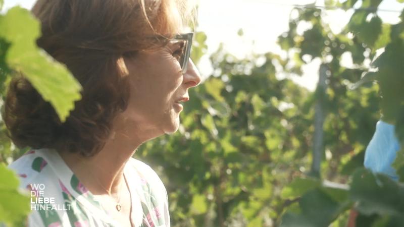 Zwischen Rebe und Träubchen geht es heiß her