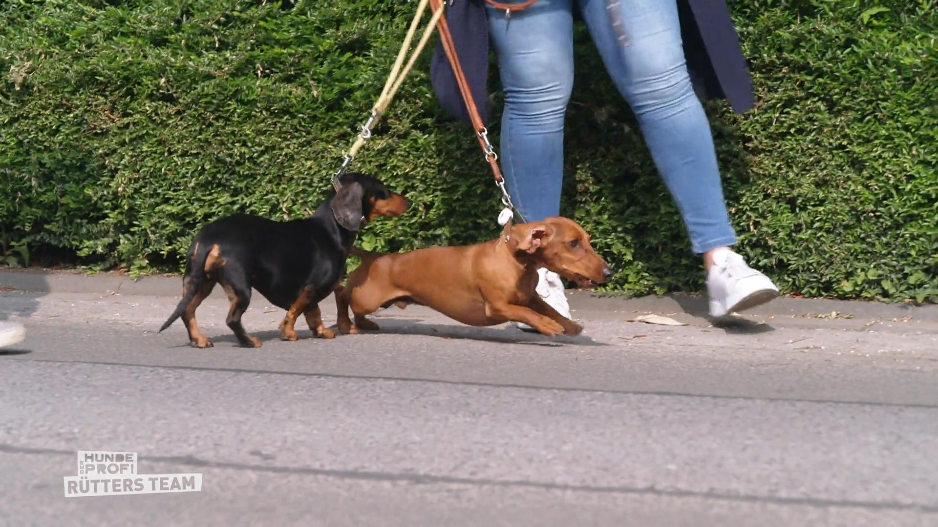 Sein Herrchen hat genug vom Wutzwerg