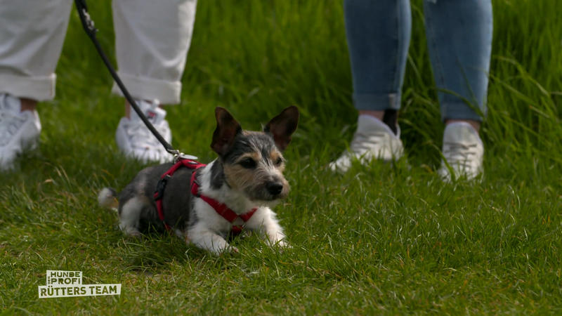 Elsa - Kleiner Hund mit großem Selbstbewusstsein