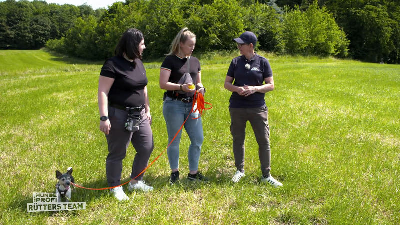 Nächste Hürde: Ball spielen mit Hundebegegnung