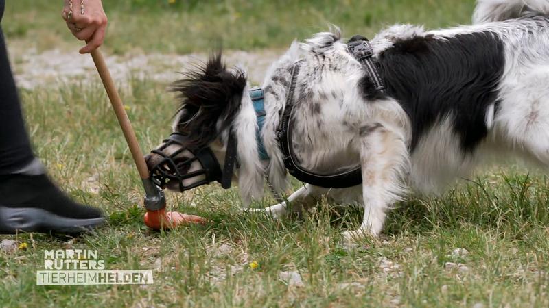 Wie läuft Lokis Training?