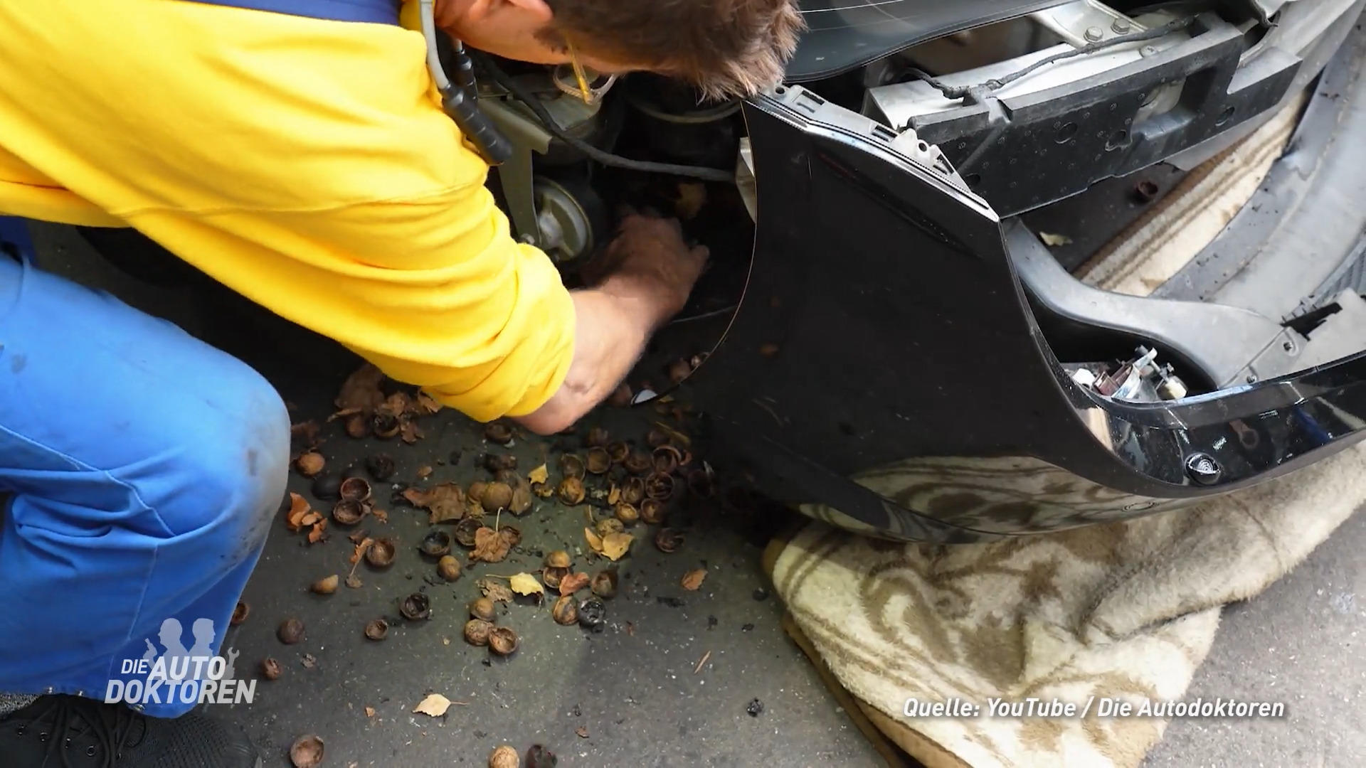 Ein Eichhörnchennest im Motorraum