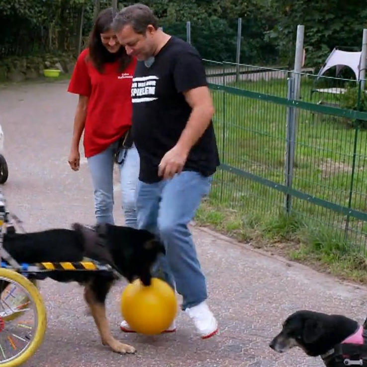 Fußballbegabte Hunde auf dem Hun´nenhoff