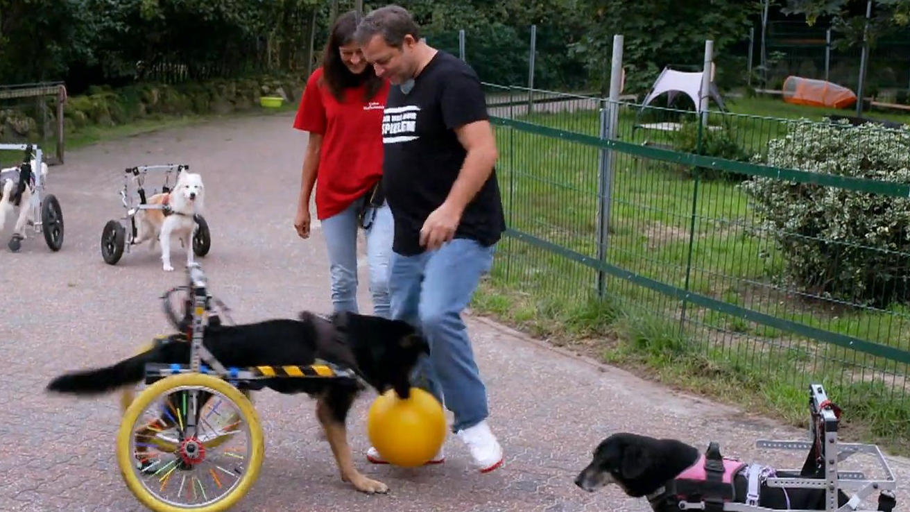 Fußballbegabte Hunde auf dem Hun´nenhoff