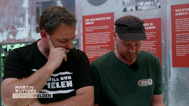 Wildtiere im Zirkus - Qualvolle Realität