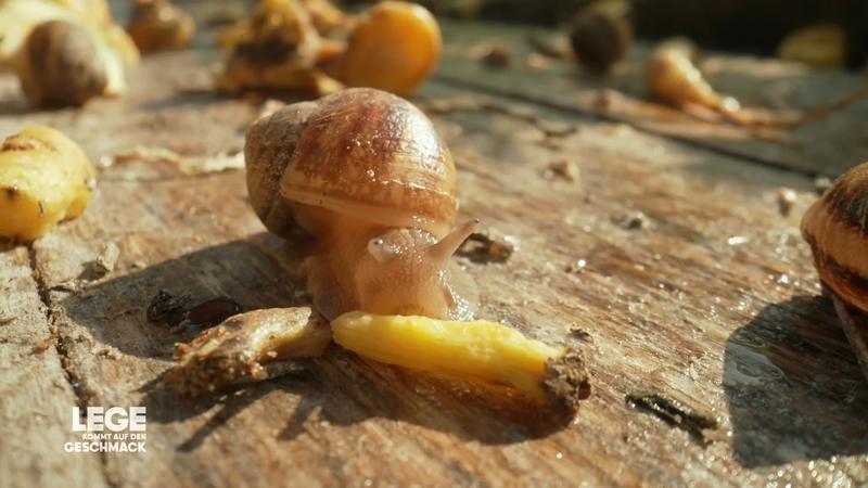 Die Schnecke als Future-Food?
