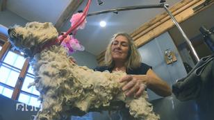 Pudel-Waschen macht erfinderisch