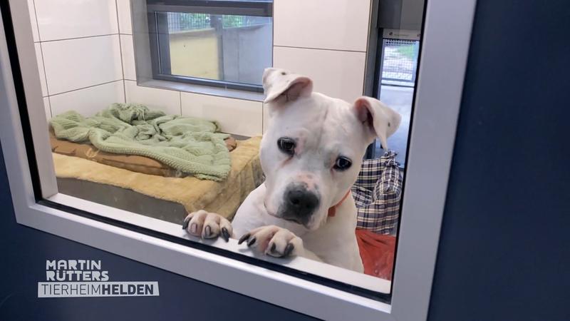 Ein Hundehaus für kranke und gestresste Hunde