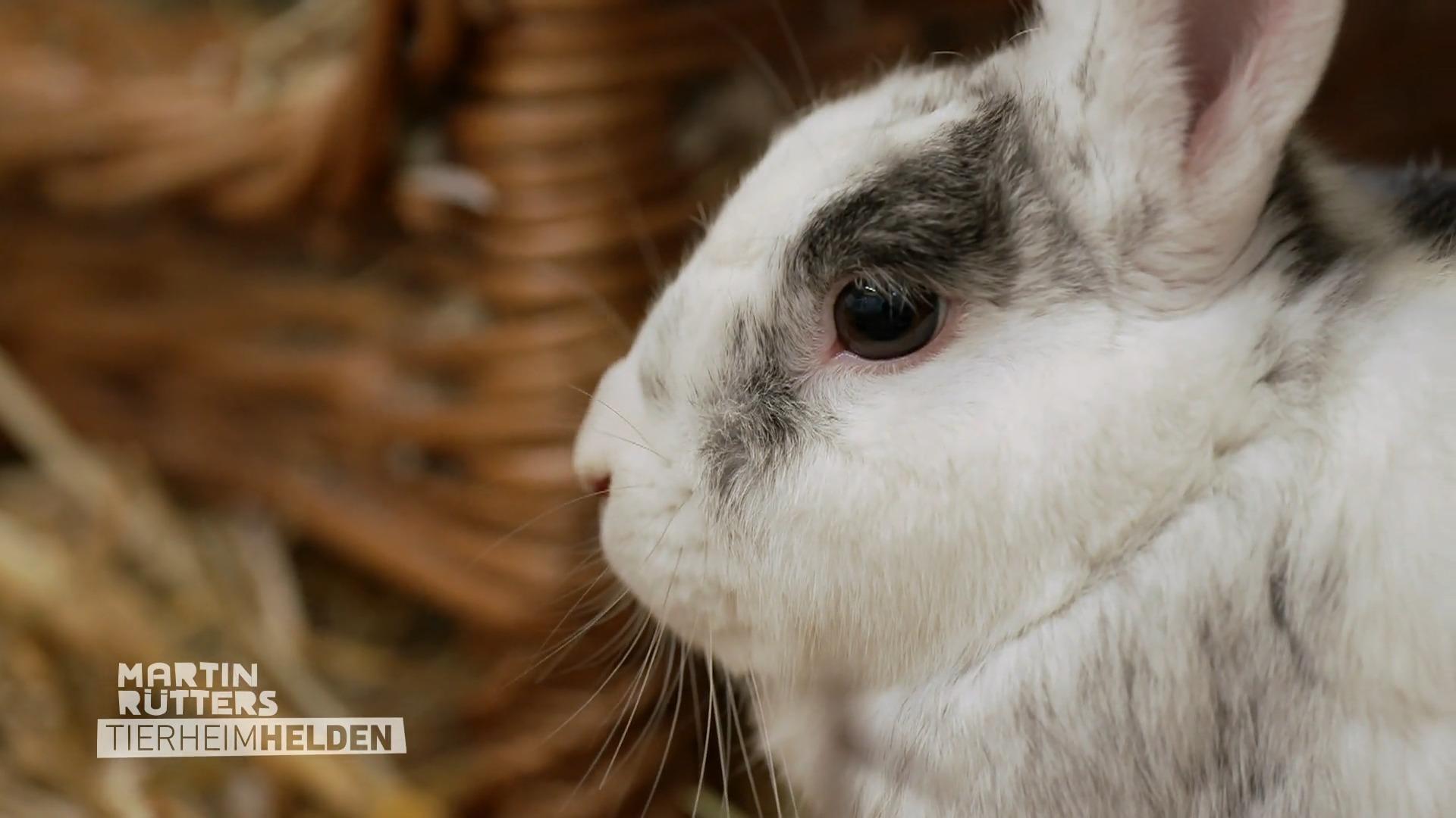 Das Kleintierhaus des Tierheims Essen