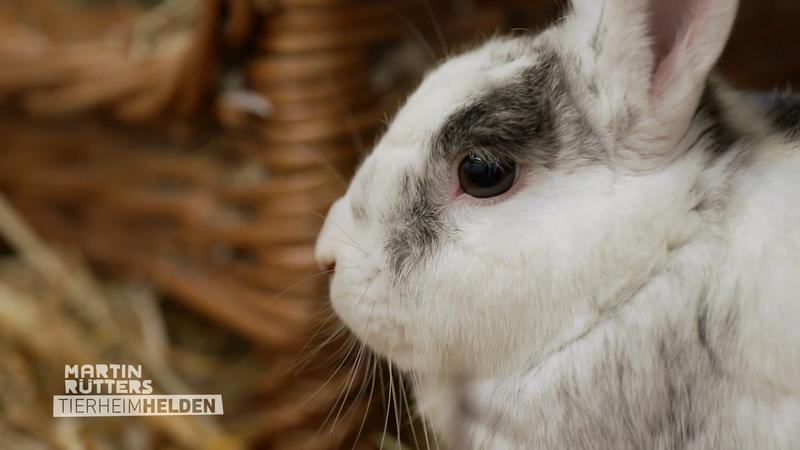 Das Kleintierhaus des Tierheims Essen